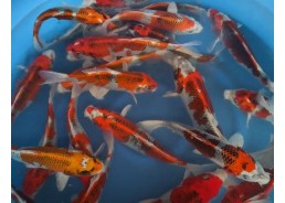 Carpe koi japon