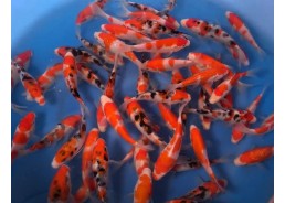 Carpe koi japon - Sanke...