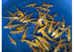Carpe koi japon - Yamabuki...