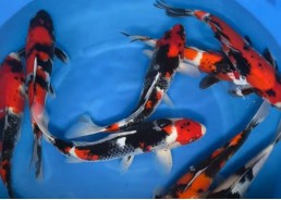 Carpe koi japon - Showa...