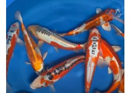 Carpe koi japon - Tateshita...