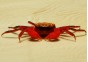 Crabe vampire red ruby (mâle)