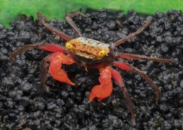 Crabe roxy pattes noires...