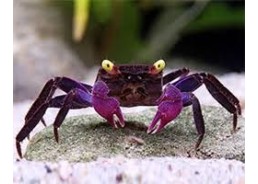 Crabe dennerle purple