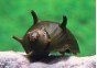 Escargot clithon corona noir