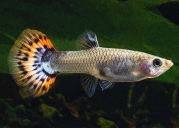 Guppy femelle snakeskin red...