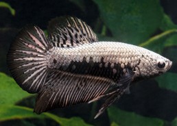 Betta plakat mâle select...