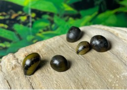 Escargot vittina