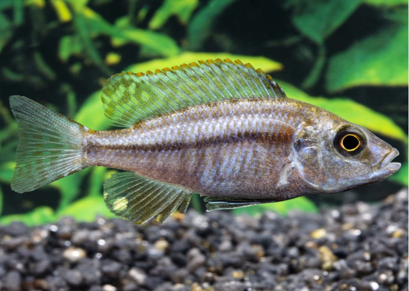 Dimidiochromis compressiceps