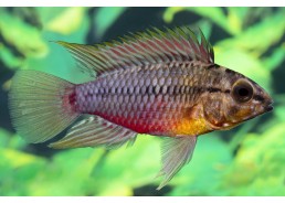 Apisto hongsloi
