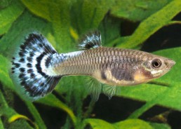 Guppy femelle select mosaic...