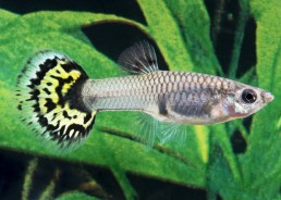 Guppy femelle select mosaic...