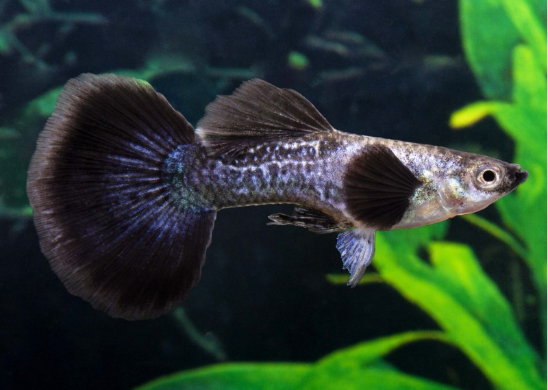 Guppy mâle select éléphant blue queen