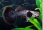 Guppy mâle select éléphant blue queen