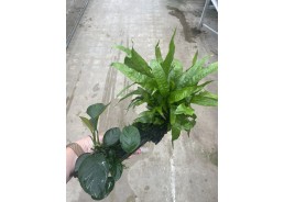 Plante sur racine (large)...