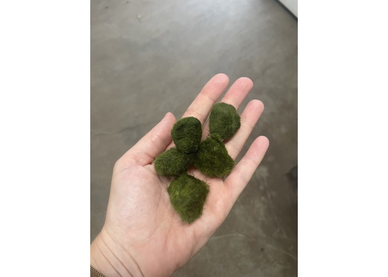 Chladophlora (mosbal)  inf a  3 cm S