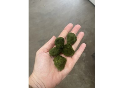 Chladophlora (mosbal)  inf a  3 cm S