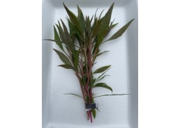 Alternanthera rosaefolia -...