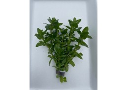 Bacopa amplexicaulis...