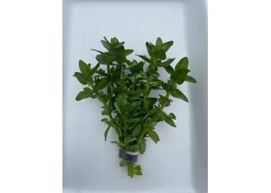 Bacopa amplexicaulis (caroliniana) - Bouquet