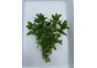 Bacopa amplexicaulis (caroliniana) - Bouquet