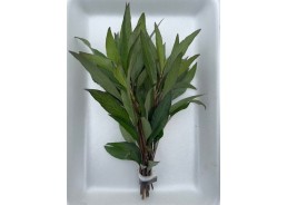Hygrophila angustifolia -...