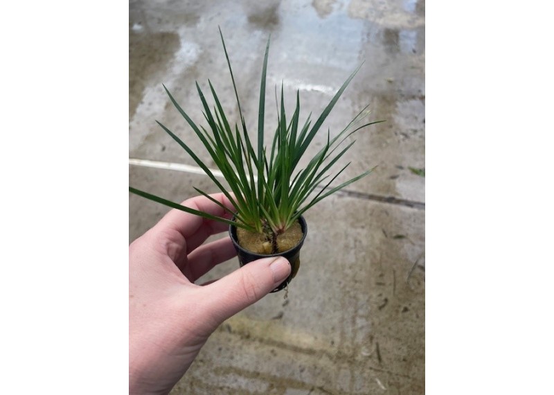 Acorus gramineus pussilus - Pot de 5 cm