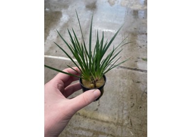 Acorus gramineus pussilus - Pot de 5 cm