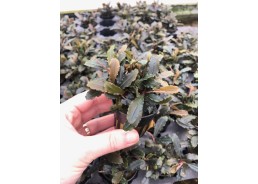 Bucephalandra lamandau -...