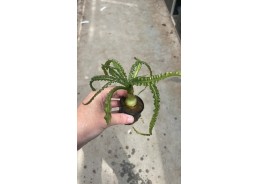 Crinum calamistratum - Pot...