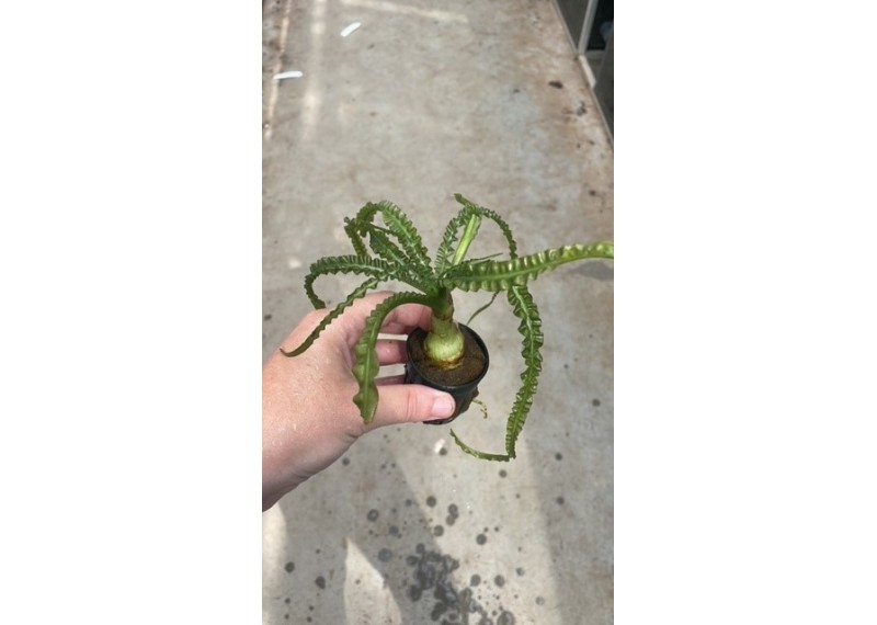 Crinum calamistratum - Pot de 5cm