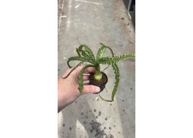 Crinum calamistratum - Pot de 5cm