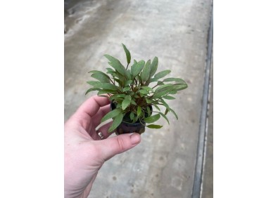 Cryptocoryne petchii - Pot de 5 cm