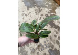 Echinodorus chocolate...