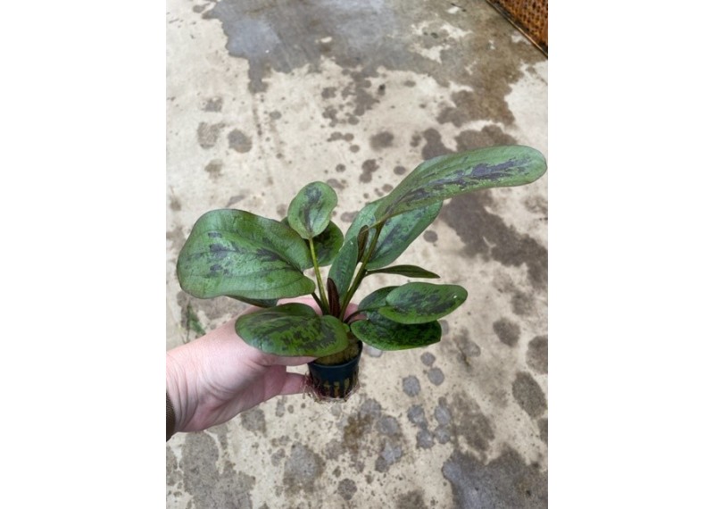 Echinodorus chocolate marble - Pot de 5cm