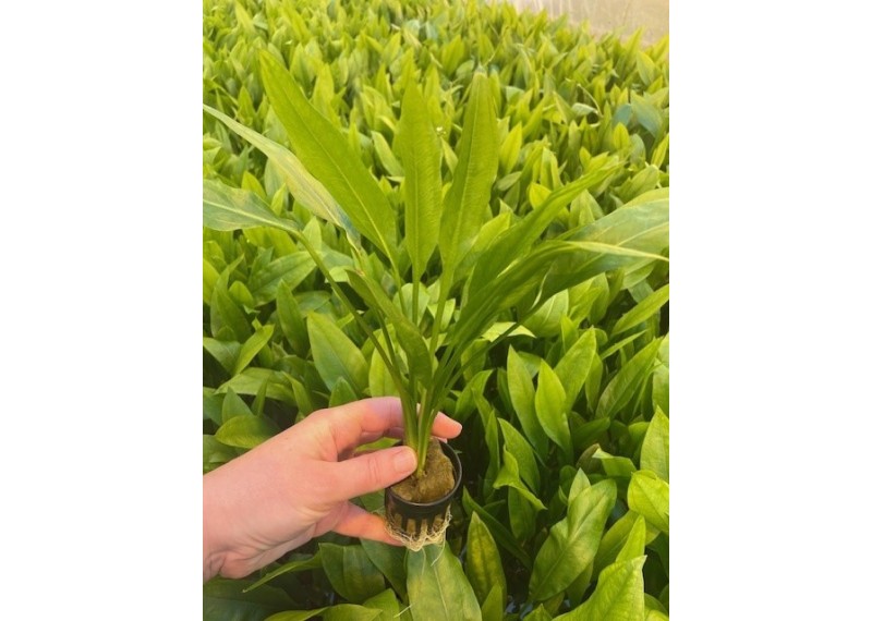 Echinodorus paniculatus (amazone) - Pot de 5 cm