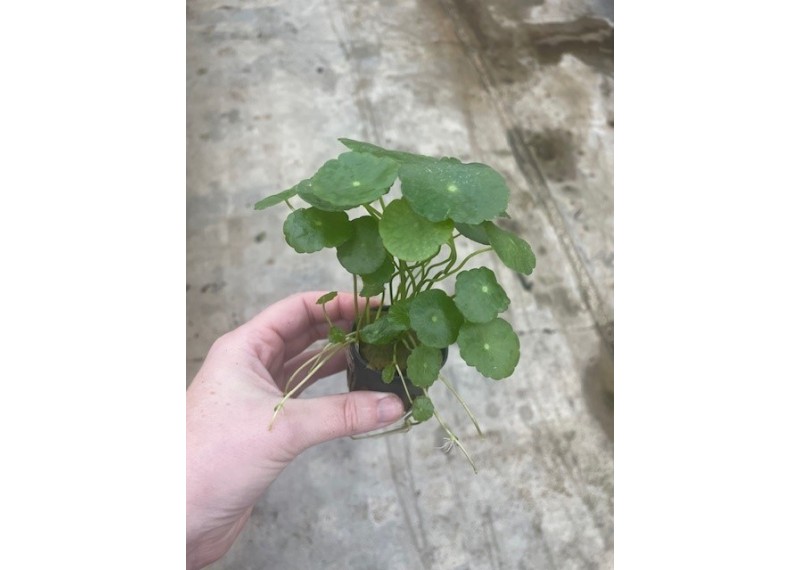 Hydrocotyle vulgaris - Pot de 5cm