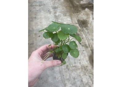 Hydrocotyle vulgaris - Pot de 5cm