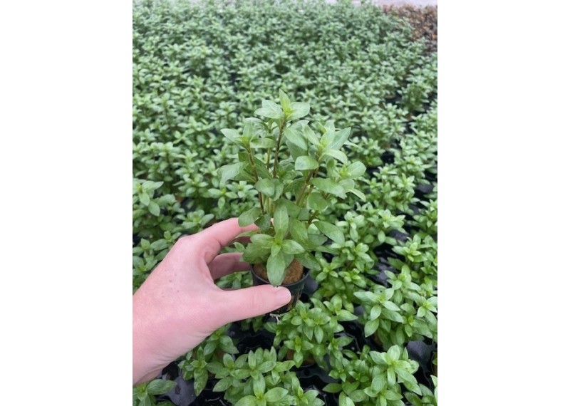 Hygrophila polysperma - Pot de 5cm