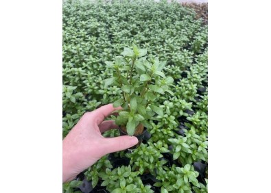 Hygrophila polysperma - Pot de 5cm