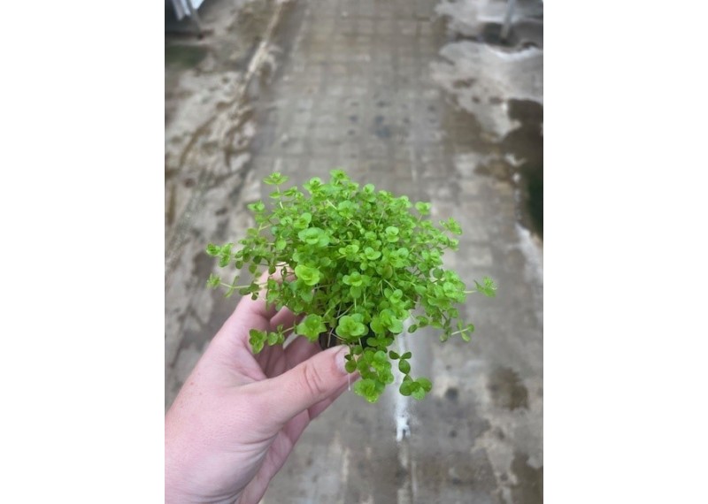 Micranthemum umbrosum - Pot de 5cm