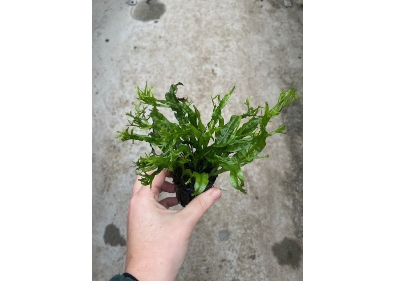 Microsorum pteropus specie - Pot de 5cm