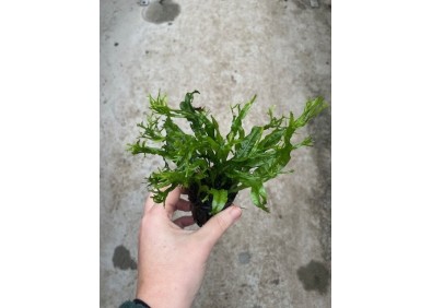 Microsorum pteropus specie - Pot de 5cm