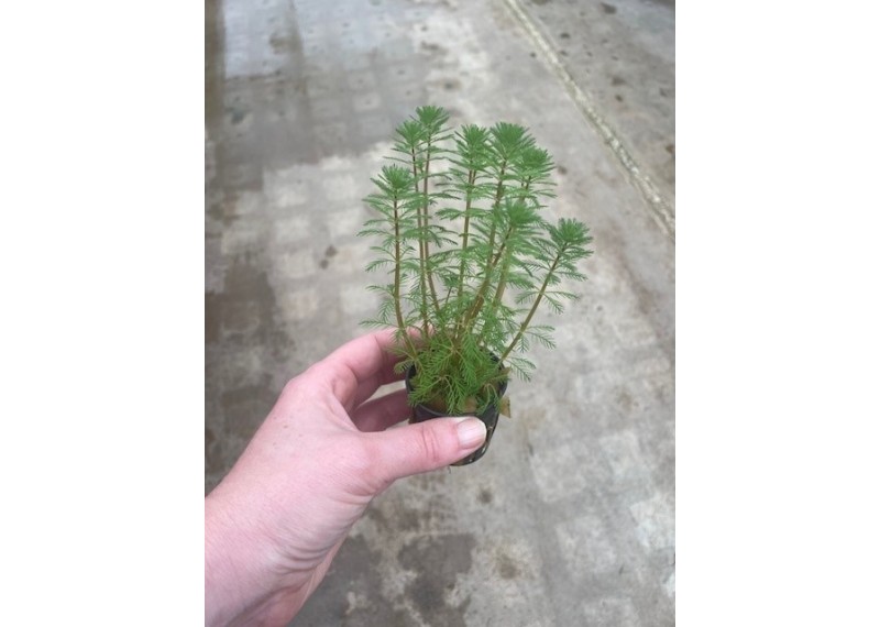 Myriophyllum brasiliensis - Pot de 5cm