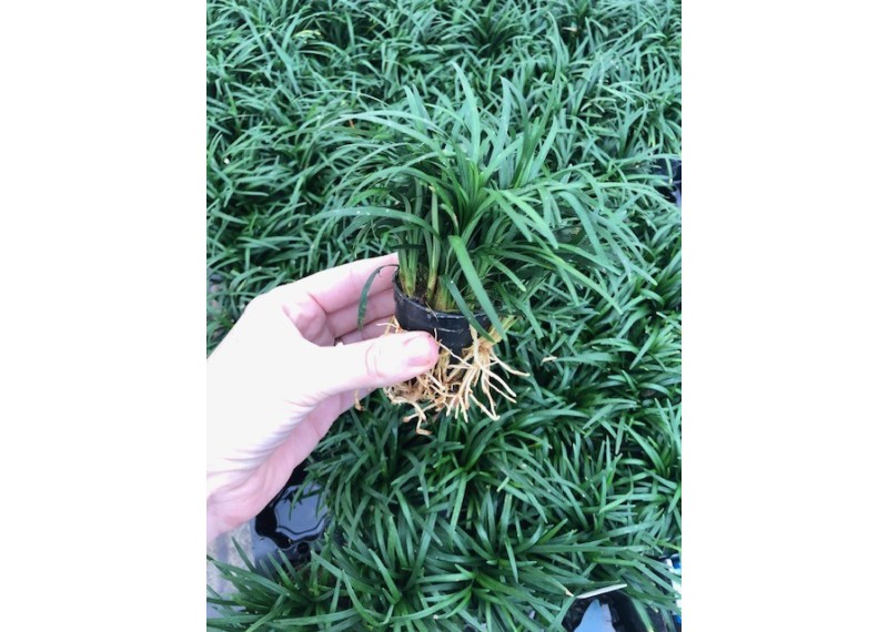 Ophiopogon japonica pussilus - Pot de 5cm (terrarium)