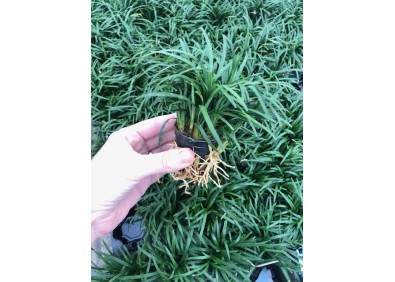 Ophiopogon japonica pussilus - Pot de 5cm (terrarium)