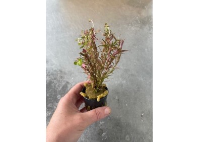 Rotala vietnam H'ra (submerse) - Pot de 5cm