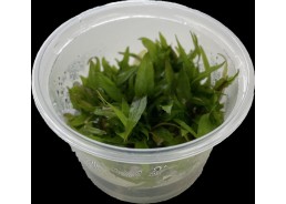 Cryptocoryne green gecko -...