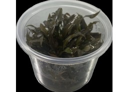 Cryptocoryne willissii -...