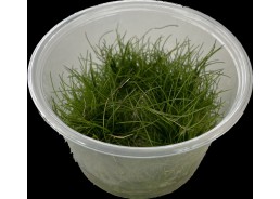 Eleocharis parvula - Cup in...